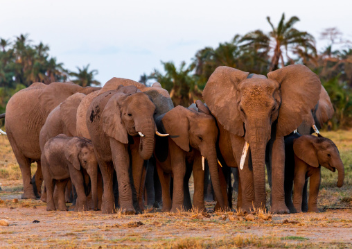 Herd of elephants (Loxodonta africana), Kajiado County, Amboseli, Kenya
