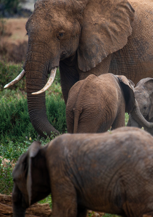 Elephants (Loxodonta africana), Samburu County, Samburu National Reserve, Kenya