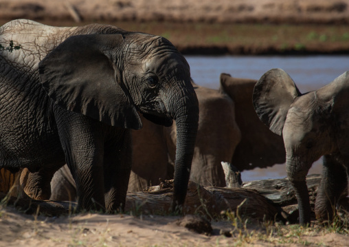 Elephant mother with her baby (Loxodonta africana), Samburu County, Samburu National Reserve, Kenya