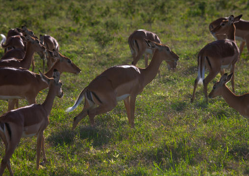 Impalas peeing, Rift Valley Province, Nakuru, Kenya