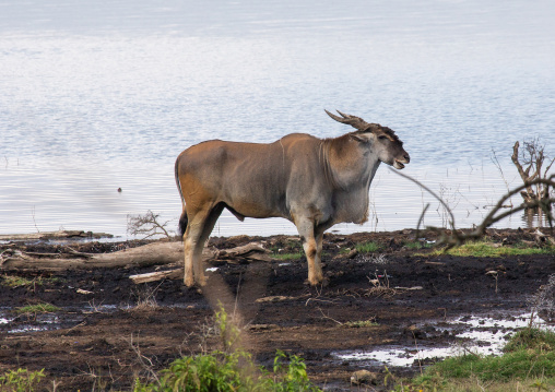 Greater kudu (tragelaphus strepsiceros), Rift Valley Province, Nakuru, Kenya