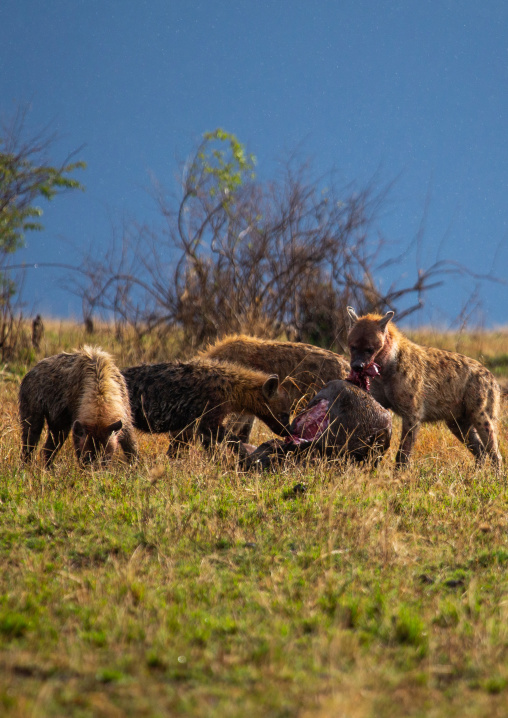Spotted Hyenas eating a carcass, Rift Valley Province, Maasai Mara, Kenya