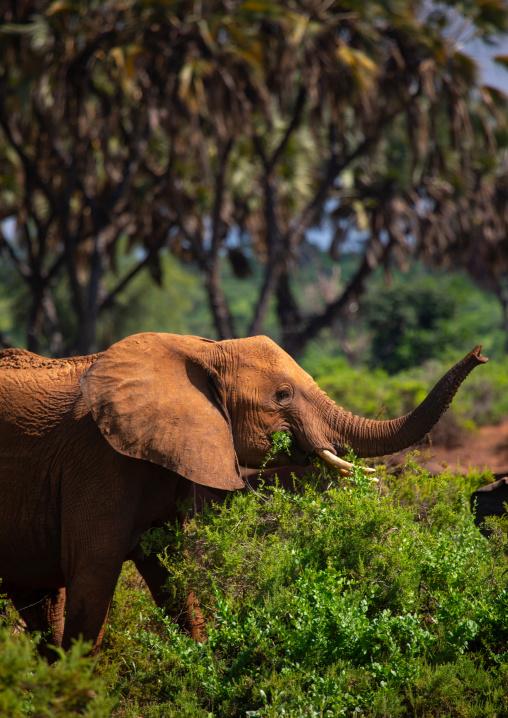 Elephant eating green grass after rain, Samburu County, Samburu National Reserve, Kenya