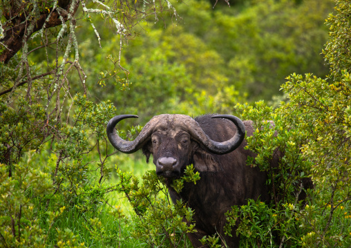 African buffalo (Syncerus caffer), Samburu County, Samburu National Reserve, Kenya