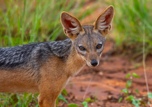 Black-backed jackal (silver-backed jackal), Samburu County, Samburu National Reserve, Kenya