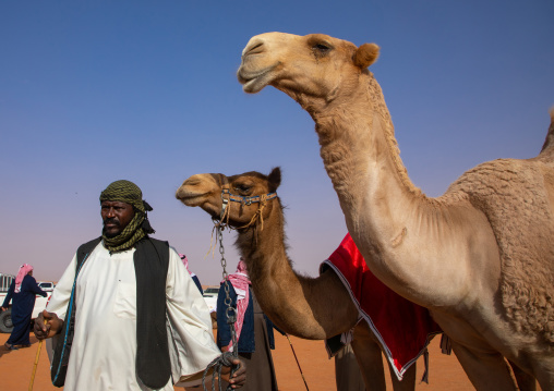 Beauty contest in King Abdul Aziz Camel Festival, Riyadh Province, Rimah, Saudi Arabia