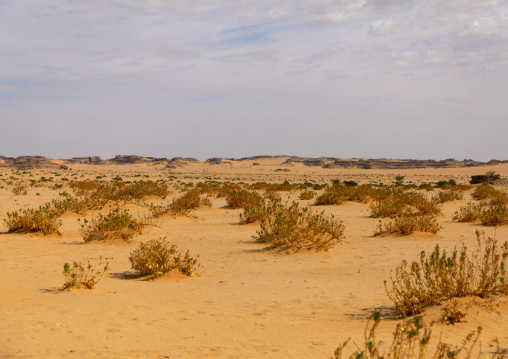 Dry landscape in the desert, Najran Province, Thar, Saudi Arabia