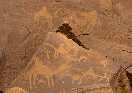 Petroglyphs on a rock depicting camels, Najran Province, Thar, Saudi Arabia