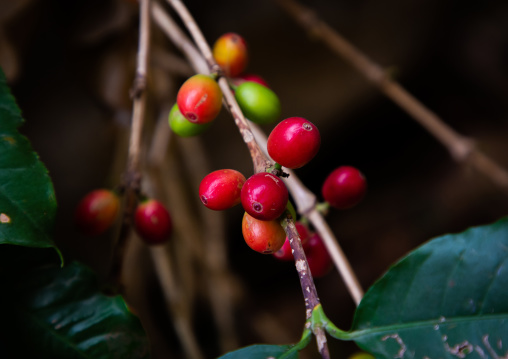 Red coffee beans on plantation, Jizan Province, Faifa Mountains, Saudi Arabia