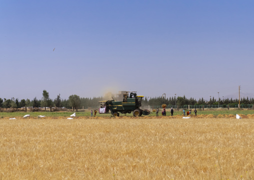 Harvest in a field, Baalbek-Hermel Governorate, Baalbek, Lebanon