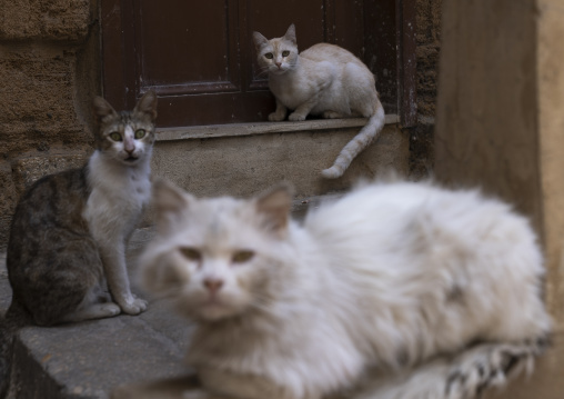 Dirty stray cats, North Governorate, Tripoli, Lebanon
