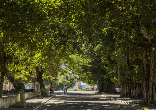 Alley with huge trees, Nampula Province, Island of Mozambique, Mozambique