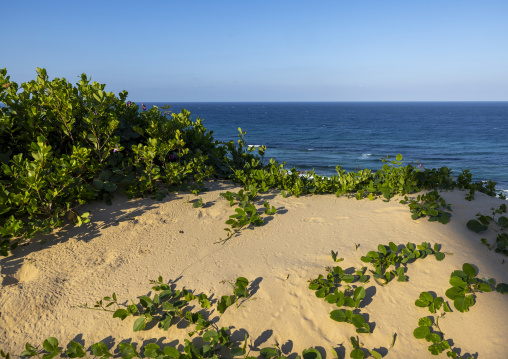 Sand dunes, Inhambane Province, Praia da Rocha, Mozambique