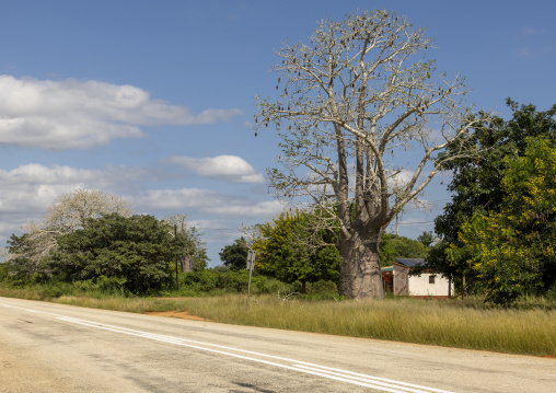 Baobab along the road, Inhambane Province, Vilankulo, Mozambique