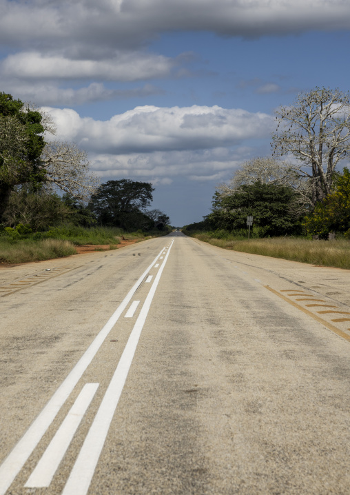 Baobabs along the road, Inhambane Province, Vilankulo, Mozambique