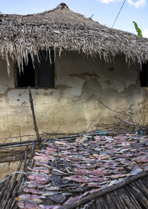 Fishes drying in the sun, Nampula Province, Island of Mozambique, Mozambique