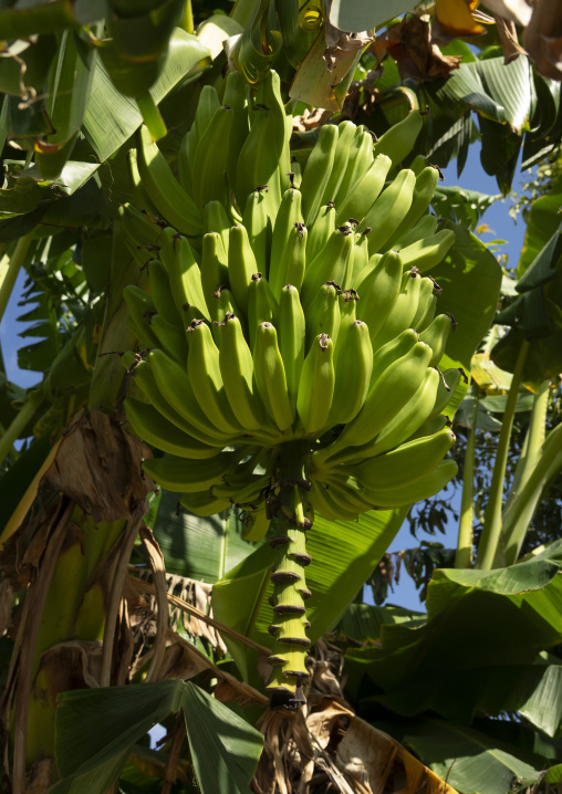 Banana tree, Nampula Province, Island of Mozambique, Mozambique