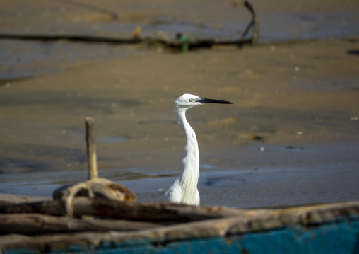 White heron on a wooden boat, Bazaruto archipelago, Bazaruto island, Mozambique
