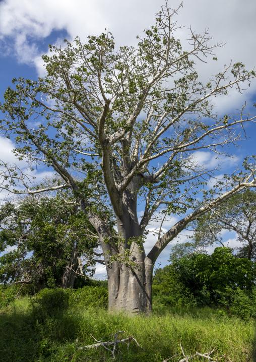 Baobab tree, Inhambane Province, Vilankulo, Mozambique