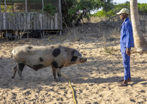 Man with a pig in a farm, Inhambane Province, Inhambane, Mozambique