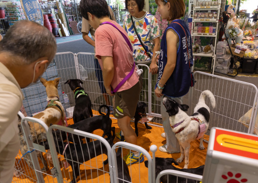 Dogs waiting for adoption Jianguo Holiday Flower Market, Daan District, Taipei, Taiwan