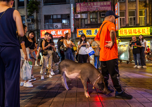 Man with his pet pig on a leash at Nanjichang night market, Zhongzheng District, Taipei, Taiwan