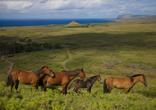 Horses in rano raraku, Easter Island, Hanga Roa, Chile