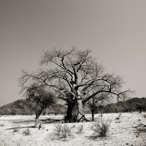 Baobab Tree In The Bush, Angola
