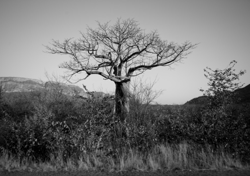 Tree On The Edge Of The Road To Namibe Town, Angola