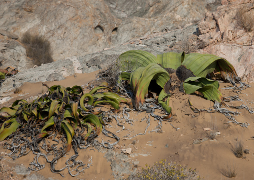 Welwitschia Plant In The Namib Desert, Angola