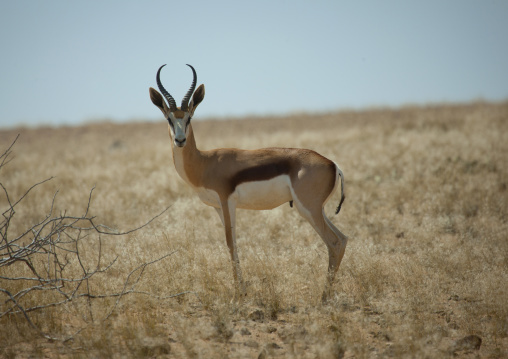 Springbok In The Namib Desert, Angola