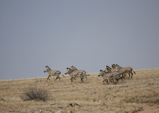 Zebras Galloping In The Namib Desert, Angola