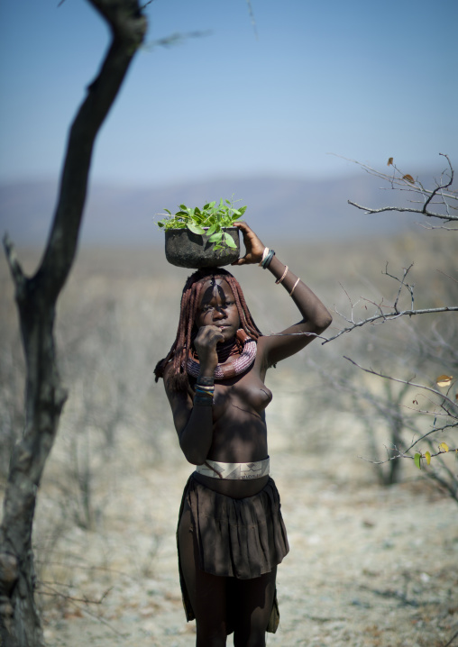 Himba Girl Carrying A Jar Filled With Leaves On Her Head, Angola