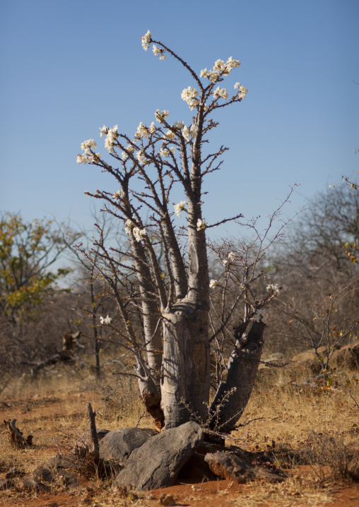 Sacred Baobab Tree For The Mucawana Tribe, Angola