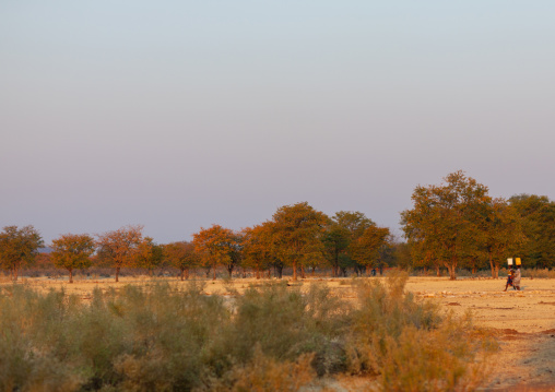 Scenic view of the bush, Cunene Province, Oncocua, Angola