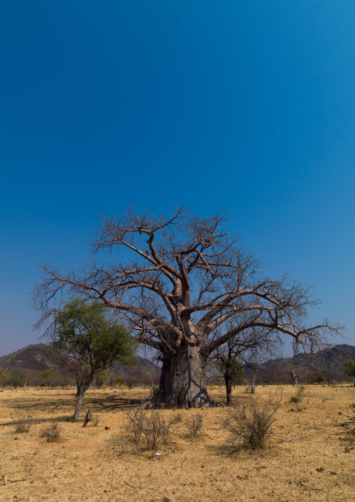 Baobab in the bush, Cunene Province, Oncocua, Angola
