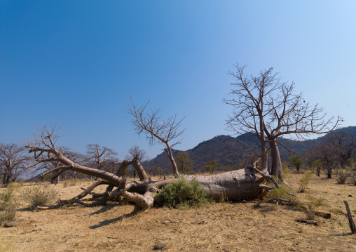 Fallen baobab trunk, Cunene Province, Kahama, Angola