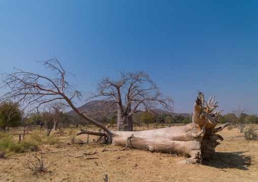 Fallen baobab trunk, Cunene Province, Kuroca, Angola