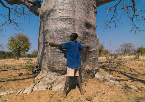 Mudimba tribe boy putting his arms aroud a baobab trunk, Cunene Province, Kuroca, Angola