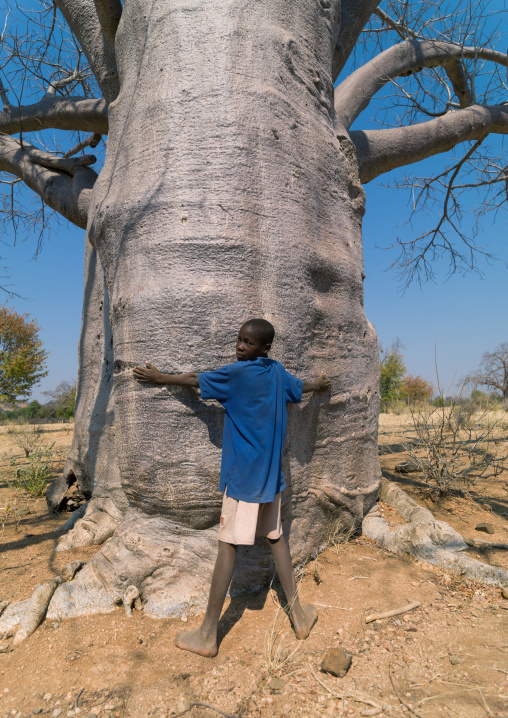 Mudimba tribe boy putting his arms aroud a baobab trunk, Cunene Province, Kuroca, Angola