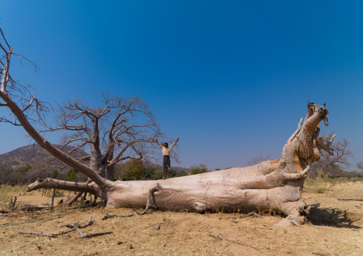 Mudimba tribe boy standing on a fallen baobab trunk, Cunene Province, Kuroca, Angola