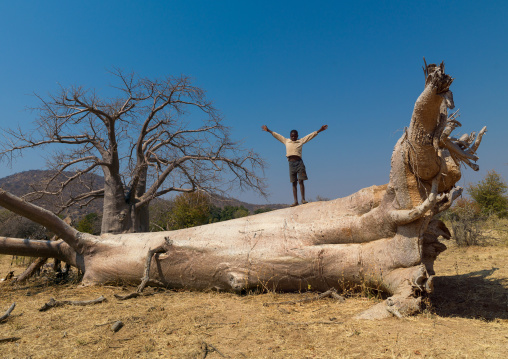Mudimba tribe boy standing on a fallen baobab trunk, Cunene Province, Kuroca, Angola