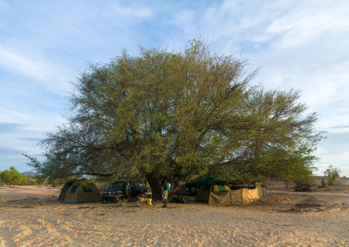 Tourists camping in the bush under a giant tree, Namibe Province, Virei, Angola