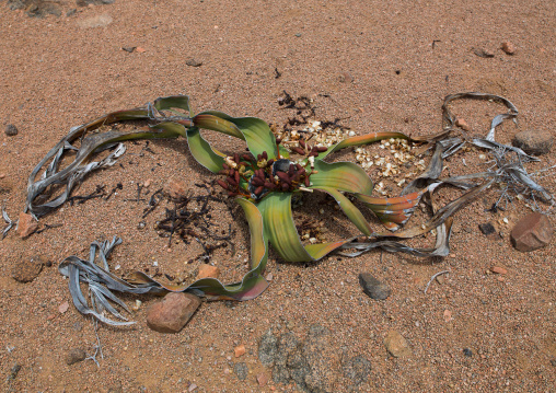 Welwitschia mirabilis plant in the desert, Namibe Province, Virei, Angola