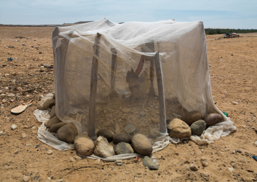 Chicken in a shelter built with a mosquito net, Cunene Province, Sao Joao Do Sul, Angola