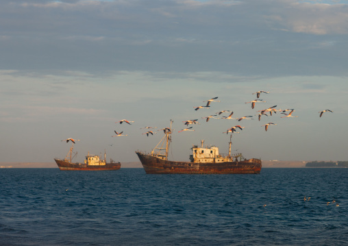 Flamingos passing above old rusty wrecks in harbor, Namibe Province, Tomboa, Angola