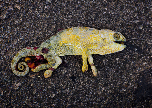 Dead Chameleon On The Road, Angola