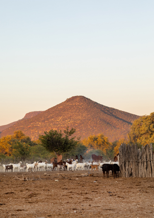 Himba tribe goats, Cunene Province, Oncocua, Angola