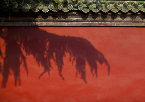 Shadow Of A Tree On A Wall In The Forbidden City, Beijing, China