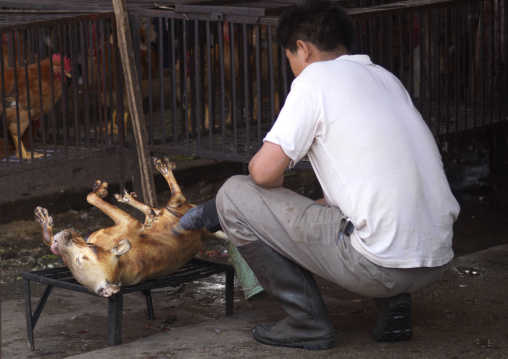 Killed Dog Being Sold On Market, Lijiang, Yunnan Province, China